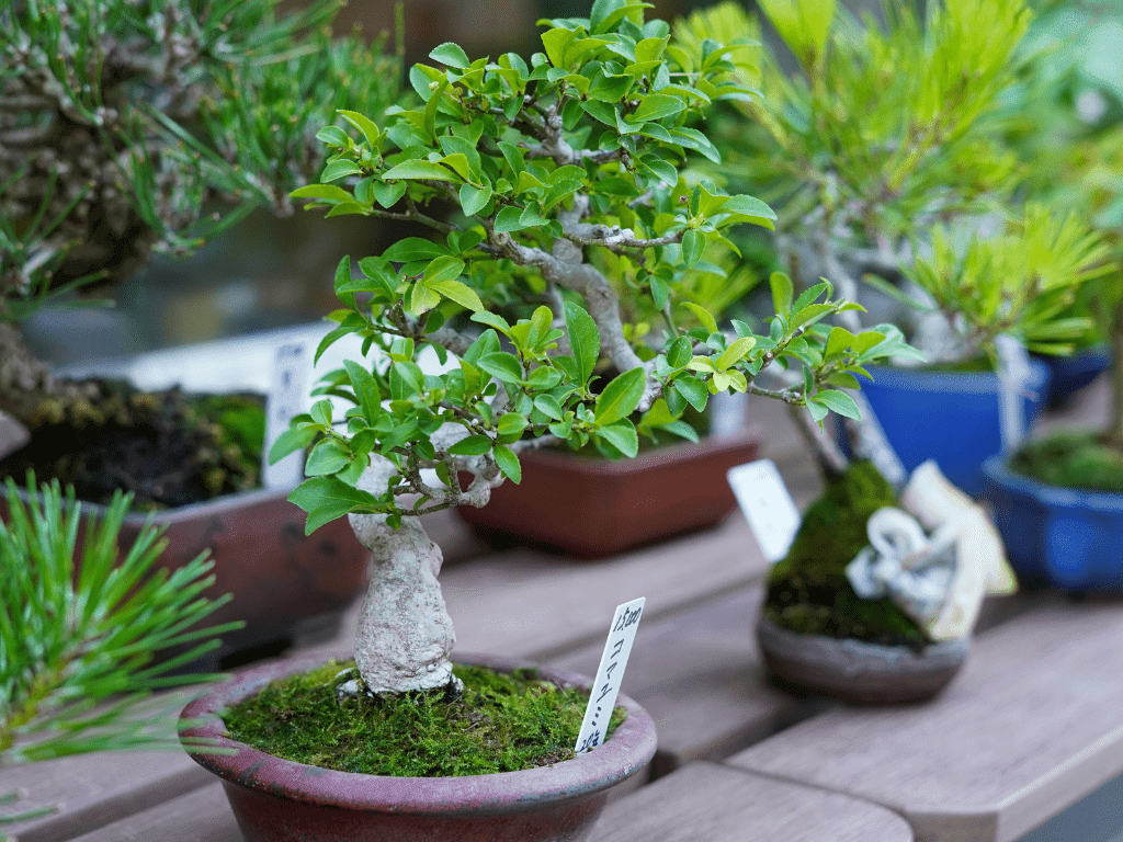 Aprendé a cuidar tu bonsai