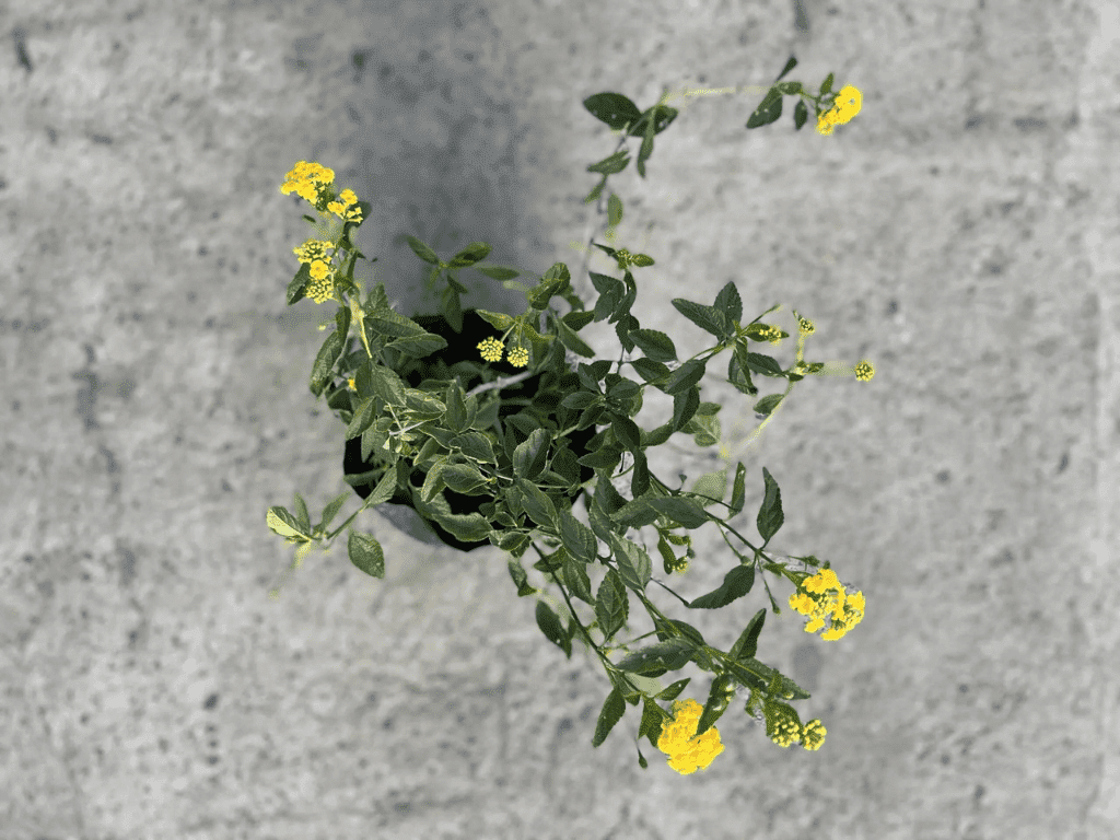 plantas nativas