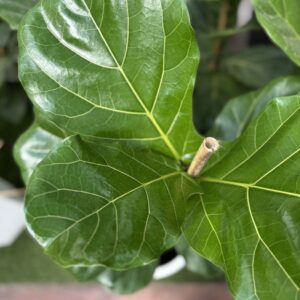 ficus-pandurata