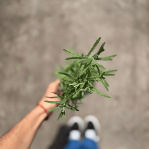 lavanda