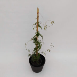 El Jazmín chino posee una floración intensa y perfumada que se produce desde fines del invierno ideal para tener en tu jardín.