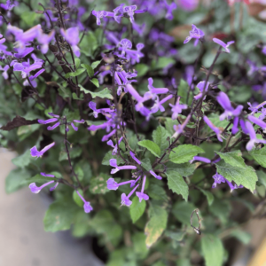 plectranthus-mona-lavender