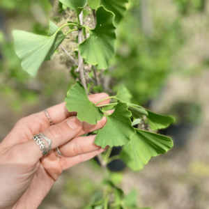 Ginkgo biloba